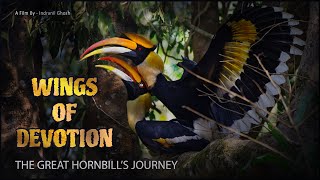 Wings of Devotion: The Great Hornbill’s Journey