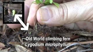 How to identify Old World climbing fern Lygodium microphyllum