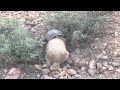 Desert tortoises in the Tucson Mountain Park