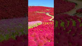 Kochia with cosmos flowers in Hitachi Seaside Park ひたち海浜公園のコキアとコスモス #shorts #japan