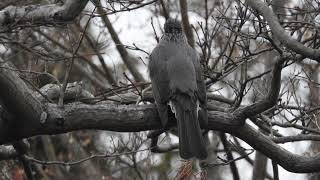 二子玉川公園　野鳥観察図鑑　鵯　ヒヨドリ　2022年1月10日