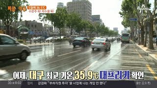 대프리카 대구, 최고 기온 35.9도까지 치솟아