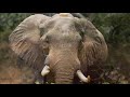 Africa 2022 - Mana Pools with Bushlife Safaris