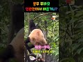 쿵푸 푸바오 다리찢기 福宝 푸바오 fubao panda 판다 熊猫 神树坪