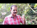 உலகத்தில் உள்ள அனைத்து விதமான பழ மரங்கள் கொண்ட veliyath garden 500 exotic fruits garden in kerala