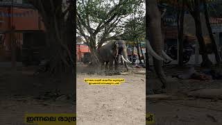 🐘 പഠിച്ച പണി എല്ലാം പയറ്റി. ഇനി ഇപ്പോൾ പൂഴി വെച്ച് കളിക്കാം. #elephant #aana #aanakeralam #aanapremi