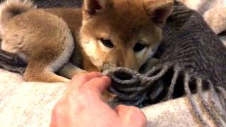 柴犬りり 毛布をくちゃくちゃ 20171226