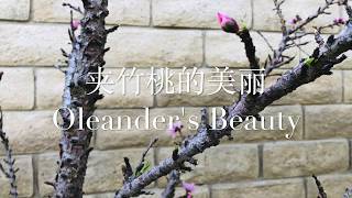 夹竹桃的美 - 你见过吗？猜一猜它结果吗？【EngSub】| Oleander's beauty - Have you ever seen? Have a guess if it has fruit?