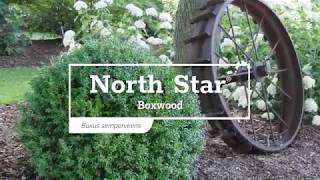 30 Seconds with North Star® Boxwood