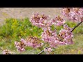 南伊豆町 河津桜まつりで一足早い春を体感2022｜kawazu zakura cherry blossoms in minami izu