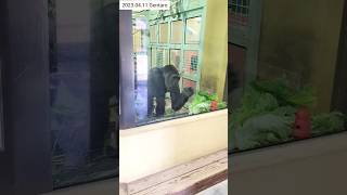 【ゴリラ青年】晩ごはんをいただくゲンタロウ Young gorilla Gentaro eats well 2023.04.11 #ゴリラ #gorilla #ゲンタロウ