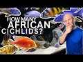 How Many AFRICAN CICHLIDS Can Go In YOUR TANK? | Stocking Guide