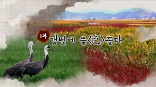 [특집다큐] 순천만 생명의 빛깔 (1부) 갯벌에 물들다 #전체