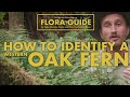 Oak Ferns - How to Identify Them!  || Nerdy About Nature Flora Guide