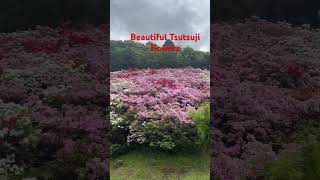 At Cola mountain beautiful Tsutsuji flowers