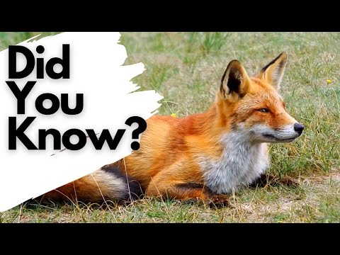 How many toes do foxes have?