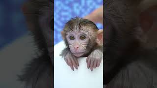 Monkey Baby Bon Bon Bathing In The Bathroom