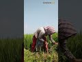 పేరుకే రైతు రాజు.... ఇదెక్కడి న్యాయం 😢🌾🌾