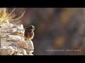 Common kestrel (Falco tinnunculus) / בז מצוי