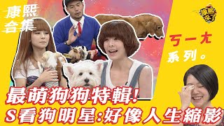 【#ㄎㄧㄤ精彩 132】最萌狗狗特輯! S看狗明星:好像人生縮影  | @我愛貓大 ​