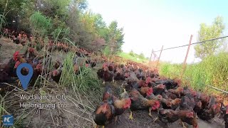 Chicken farmer in NE China helps locals get out of poverty