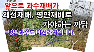 앞으로 과수 재배가 왜성재배, 평면재배로 가야 하는 이유.-텃밭과수도 마찬가지입니다.(과일나무 심기, 과일나무 수형, 과수 재배, 왜성재배, 평면재배, 밀식재배, 텃밭 과수재배)