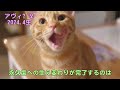 今週の【めおタイムズ！】猫の【食事と睡眠】