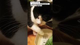 お手手で水を飲む猫 #shorts 【Cat wants to drink water by hand】ペコちゃん　ハチワレ猫