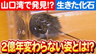 【生きた化石カブトガニ】2億年を生き抜いたカブトガニの秘密とは？ 日本財団 海と日本PROJECT in やまぐち 2023 #012