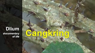 Cangkring (Erythrina fusca) - part 1