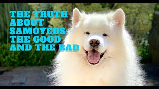 The Truth About Samoyeds : The Good and the Bad