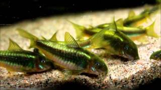 Corydoras sp CW009 Green Laser