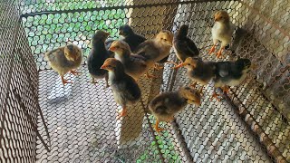 កូនមាន់នឹងស៊ុតធំៗ egg chicken #chickenegg #chicken #chickenfood  #animals #duck