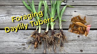 Foraging Daylily Tubers