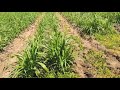 cattle farming cc english sub napier 2 weeks after the first cutting