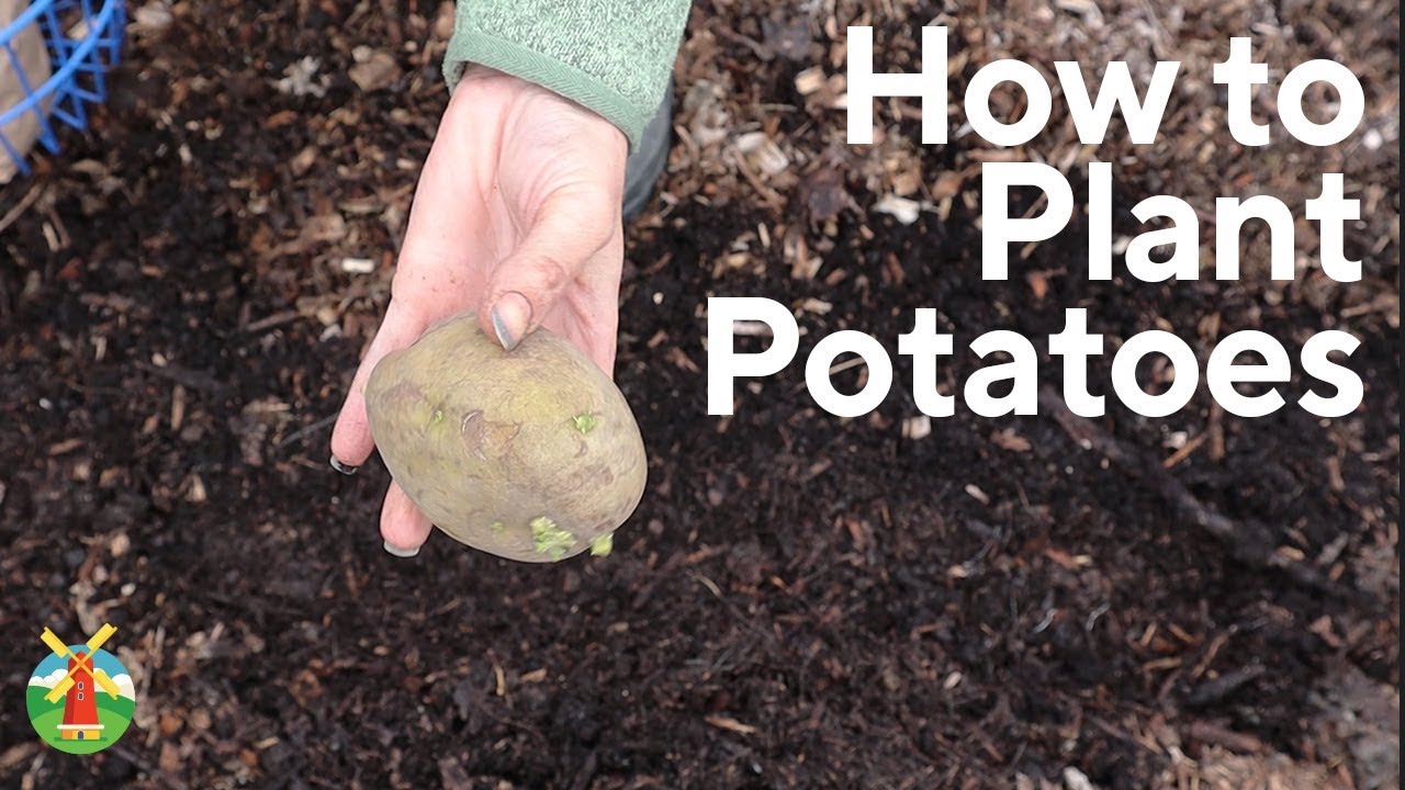 How To Plant Seed Potatoes