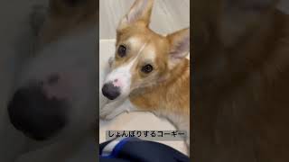 お留守番と聞いてしょんぼりするコーギー #ウェルシュコーギー #ウェルシュコーギーペンブローク #dog #コーギー #愛犬 #コーギー犬 #可愛い #corgi #コーギー犬きなこ