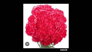 NATIONAL CARNATION DAY