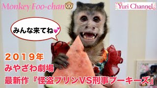 夏のカドリードミニオン！お猿のふーちゃんがチンパンジープリンちゃんのイベントをご案内🐒【みやざわ劇場】にも来てね！(#26)