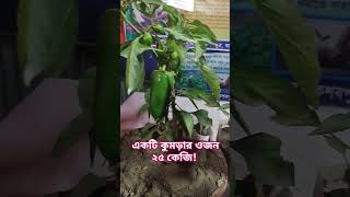 একটি  কুমড়ার ওজন ২৫ কেজি!#কৃষি #fruit #agriculture