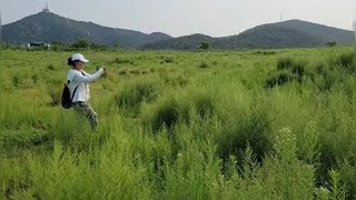 「寻鹿记」——和野生鹿近距离接触，人与动物和谐相处#手机摄影