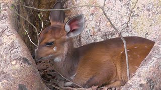 SOUTH AFRICA Bushbuck ((Kruger national park)