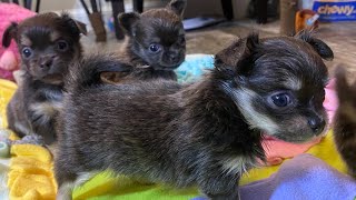 5 week old absolutely stunning blue and tan long coat chihuahua puppies