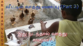 Veetil Vaathu Valarpu (Part III) | வீட்டில் வாத்து வளர்ப்பு (part 3) | AK SARAN VLOGS