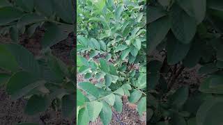 Tiwan Pink Guava Plant | તાઇવાન પીંક જામફળ |#shorts #guavafruit #guavafarming #farming #farminglife