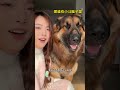 🐶：这“狗粮”我非吃不可嘛 德牧左柚小锦鲤左柚耳机治愈瞬间萌宠日常记录