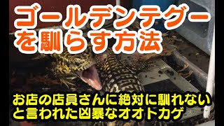 ゴールデンテグーを馴らす　Lets' taming Golden Tegu!