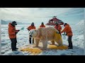 rescued polar bear save lives of its rescuers in arctic