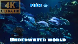 10 Minute Stunning 4K Underwater Footage + Music | Nature Relaxation™ Rare & Colorful Sea Life Video