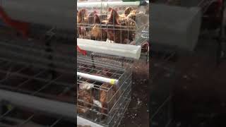 BV 380 Egg Laying Chikens Farming